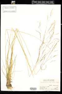 Deschampsia cespitosa image