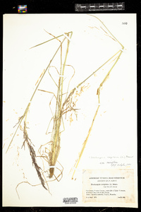 Deschampsia cespitosa image