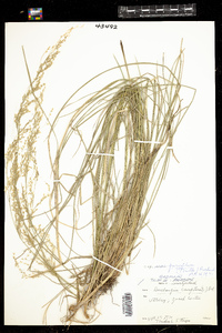 Deschampsia cespitosa image