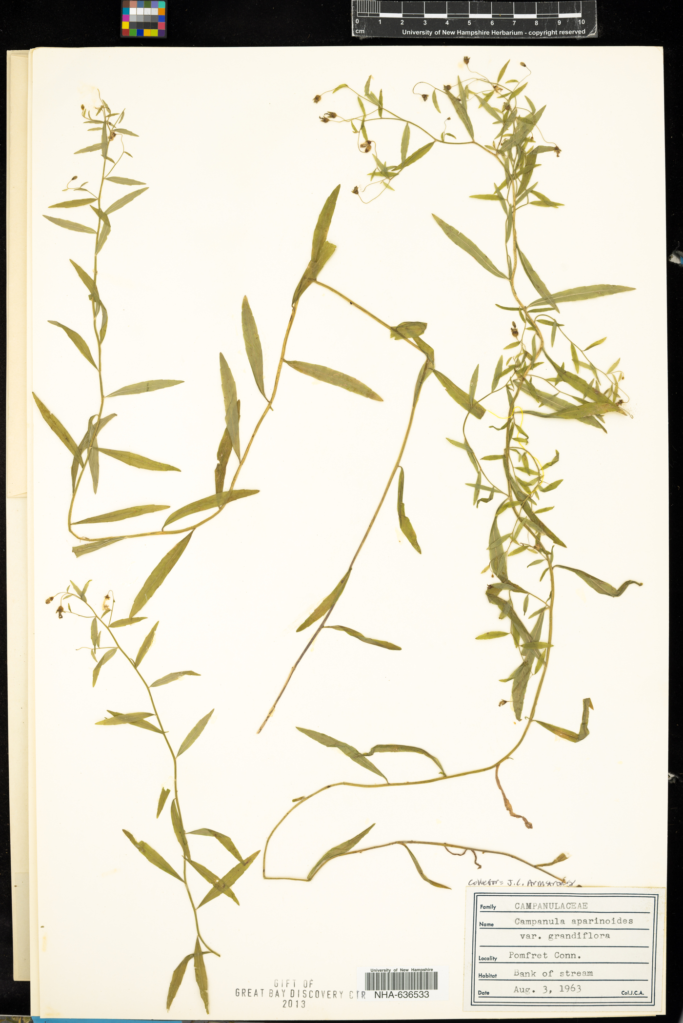 Campanula aparinoides var. grandiflora image