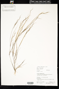 Aristida basiramea image