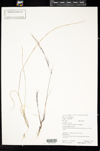 Aristida longespica var. geniculata image