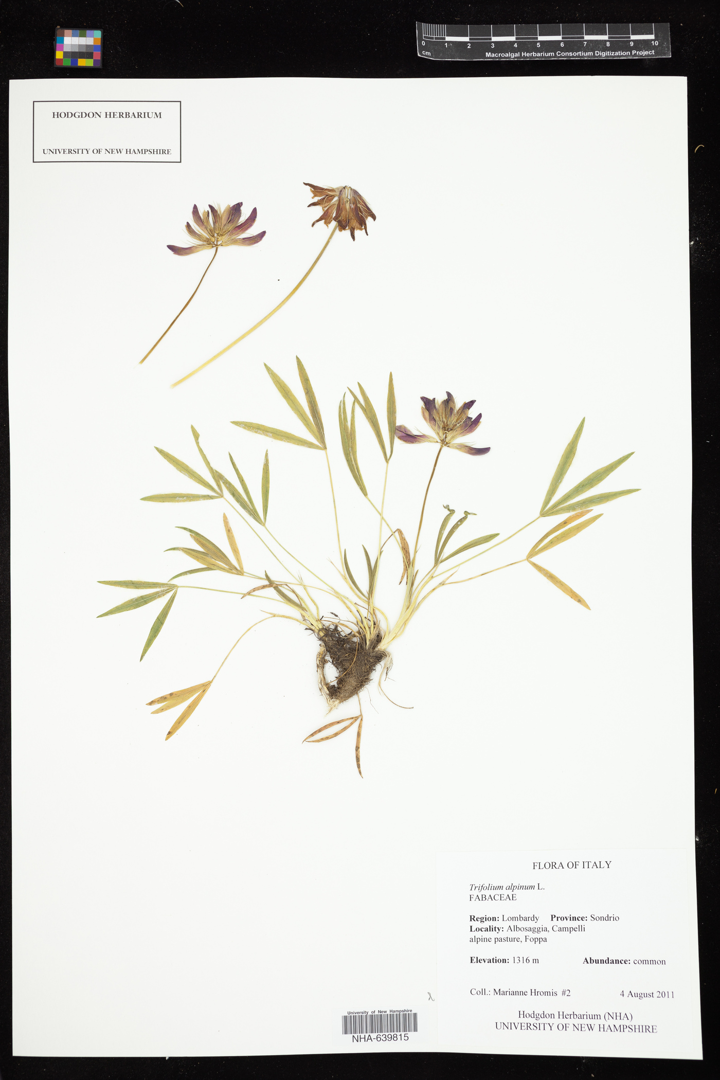Trifolium eximium image