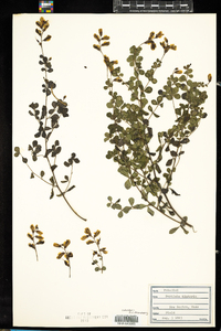 Baptisia tinctoria image