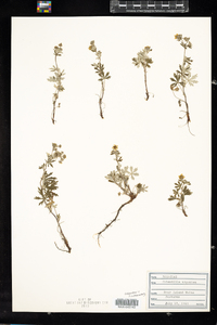 Potentilla argentea image