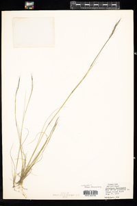 Aristida basiramea image