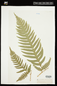 Pteris biaurita image