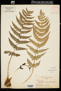 Dryopteris marginalis image