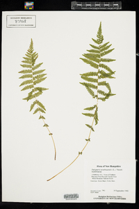 Thelypteris noveboracensis image