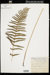 Thelypteris palustris var. pubescens image