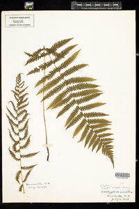 Coryphopteris simulata image