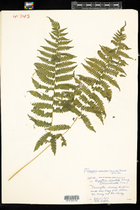 Coryphopteris simulata image