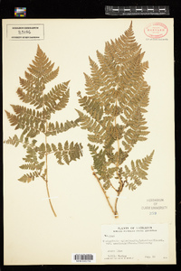 Dryopteris campyloptera image