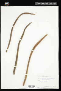 Image of Araucaria heterophylla