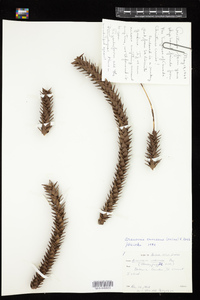 Image of Araucaria araucana