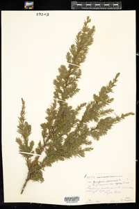 Juniperus communis var. depressa image