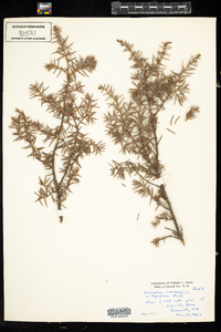 Juniperus communis var. depressa image