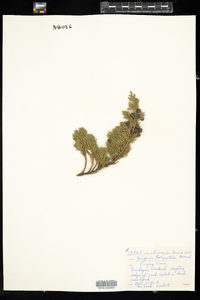 Juniperus horizontalis image