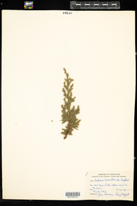 Juniperus horizontalis var. douglasii image