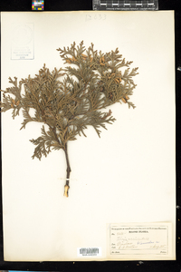 Thuja occidentalis image