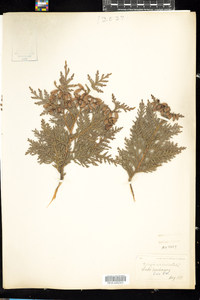 Thuja occidentalis image