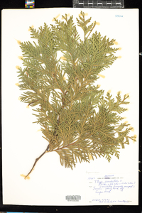 Thuja occidentalis image