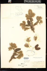 Abies balsamea image