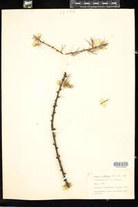 Larix laricina image