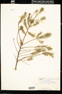 Image of Picea omorika