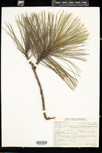 Pinus resinosa image