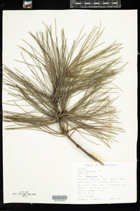 Pinus resinosa image