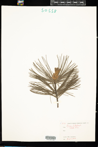 Pinus strobus image