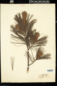 Pinus strobus image