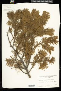 Pseudotsuga menziesii image