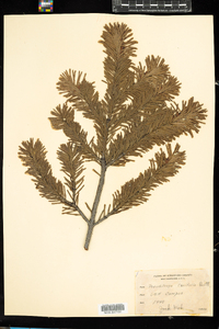 Pseudotsuga menziesii var. menziesii image