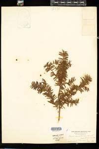 Taxus canadensis image