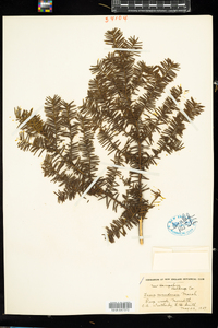 Taxus canadensis image