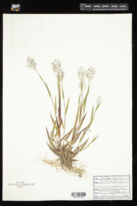 Dichanthelium acuminatum subsp. columbianum image