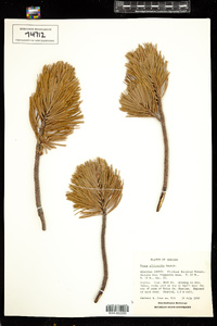 Image of Pinus albicaulis