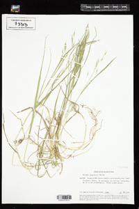 Bromus arvensis image