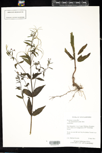 Epilobium ciliatum image