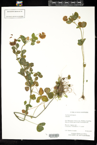 Trifolium hybridum image