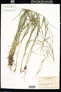 Glyceria striata image