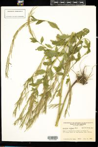 Barbarea vulgaris image