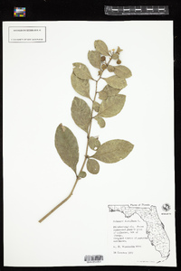 Image of Solanum diphyllum