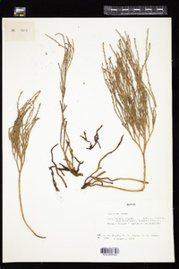 Psilotum nudum image