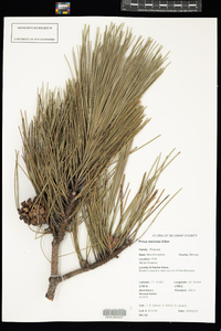 Pinus resinosa image