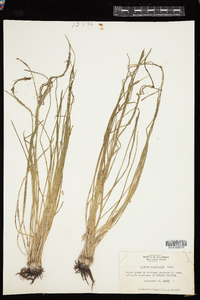 Isoetes engelmannii image