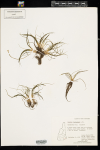 Isoetes tuckermanii image