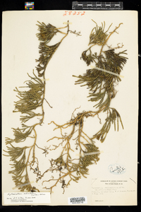 Lycopodium sabinifolium image